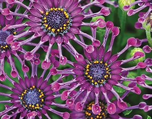 Picture of Osteospermum ljubičasta zvijezdica